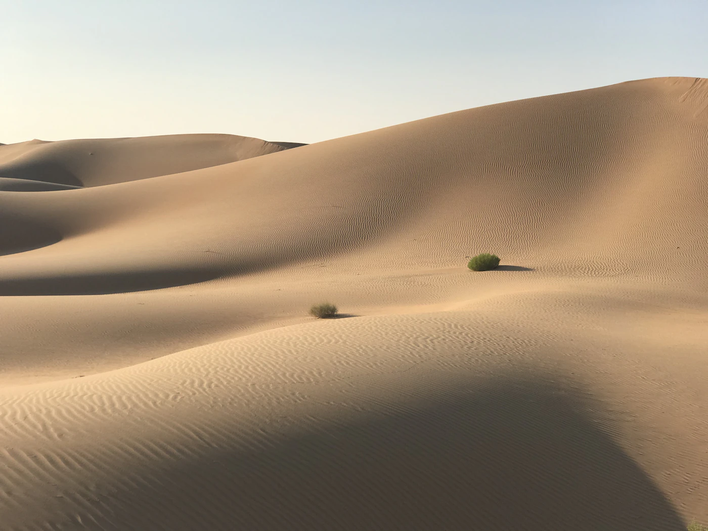 Wüstenpflanze zwischen Sanddünen im Emirat Abu Dhabi