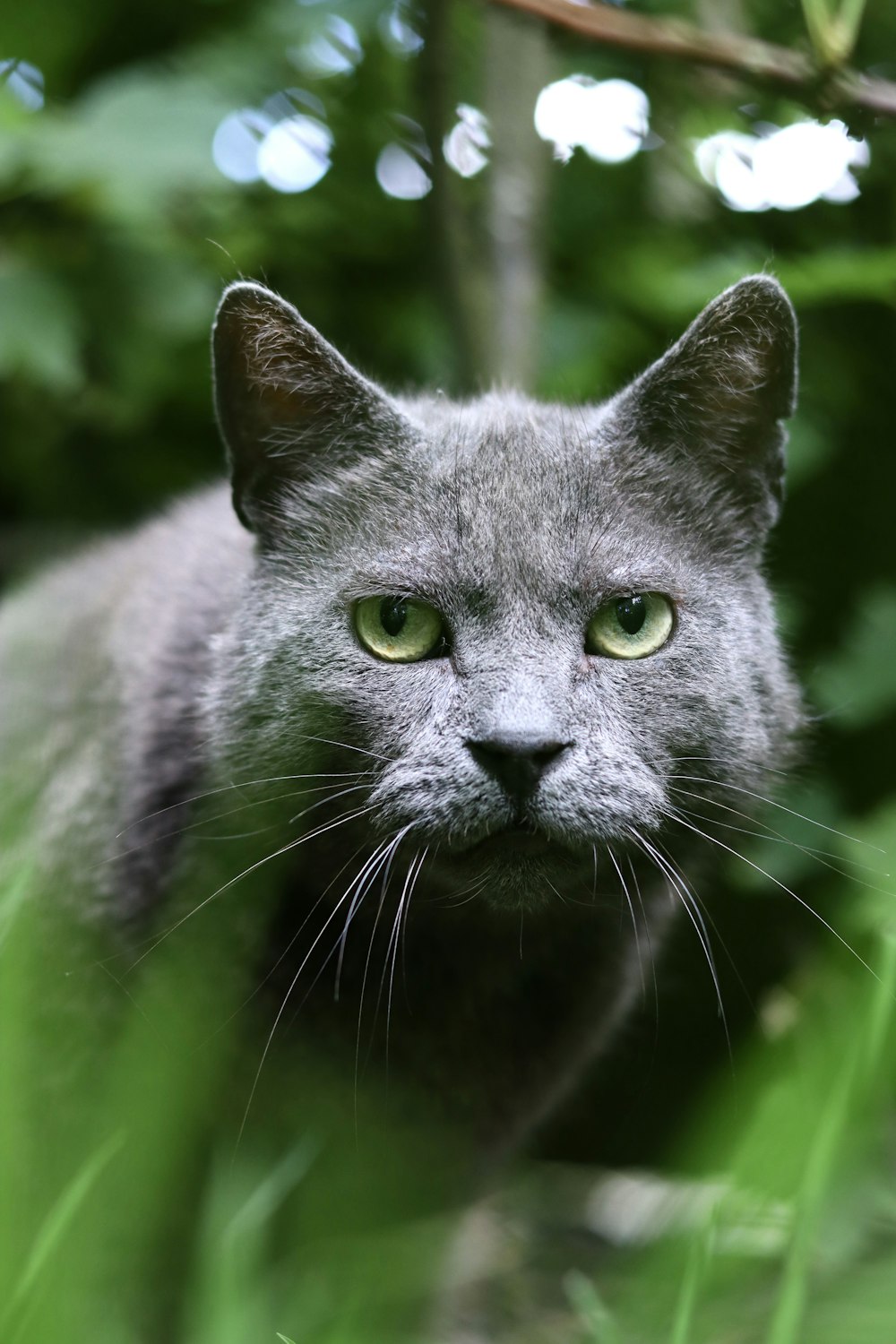 a gray cat with green eyes looking at the camera