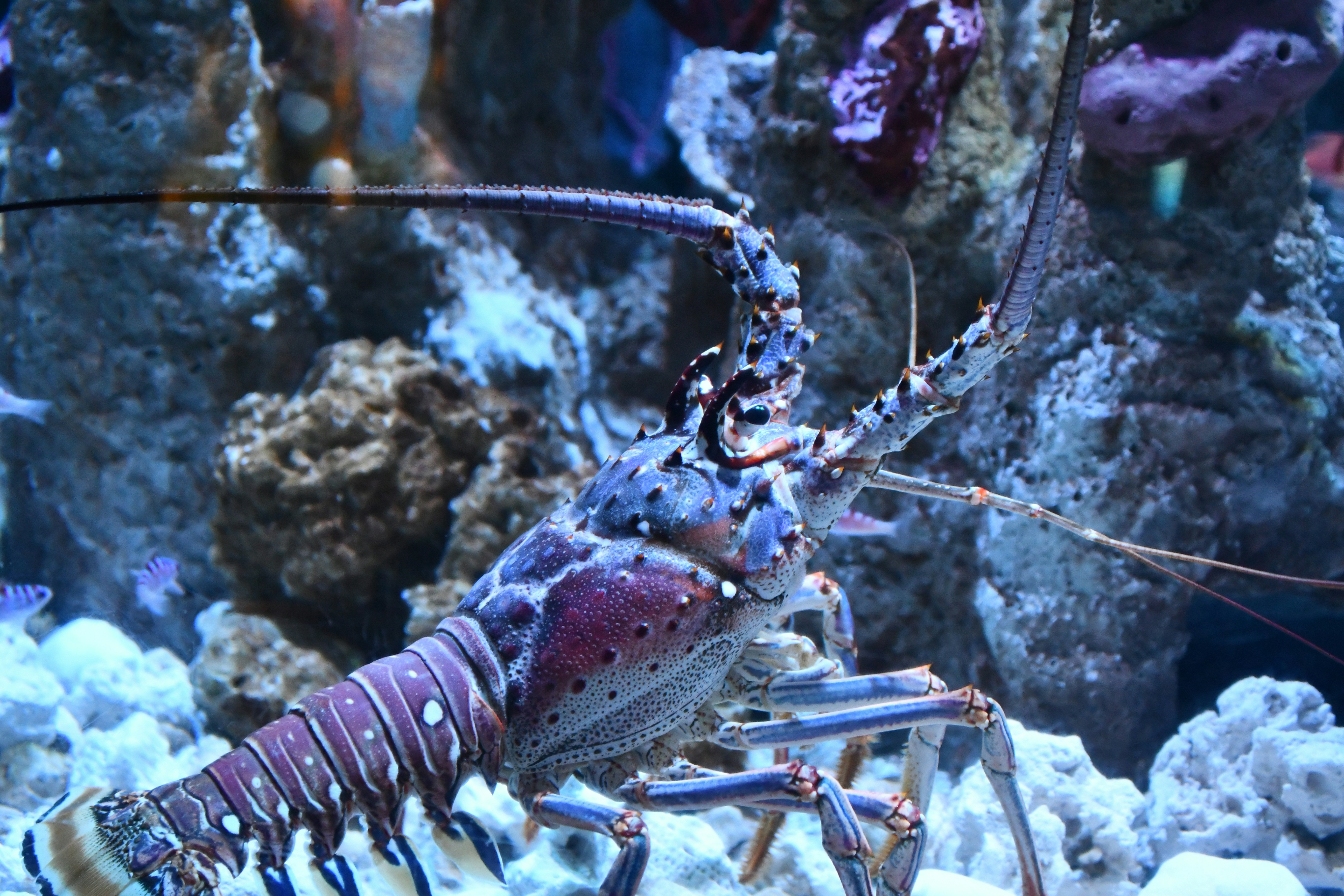 A lobster in an aquarium with other fish in the background photo Free