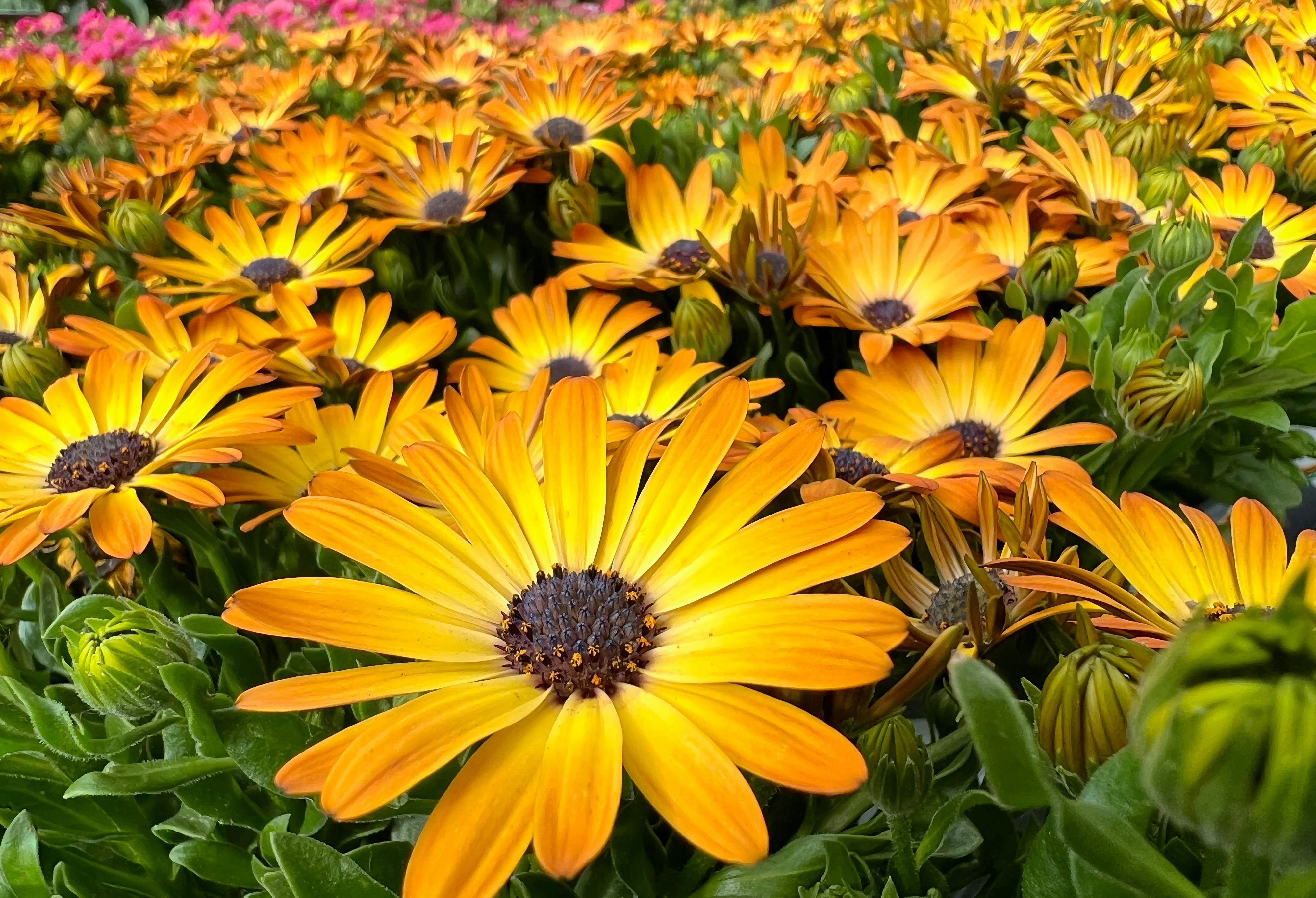 a field full of yellow and pink flowers