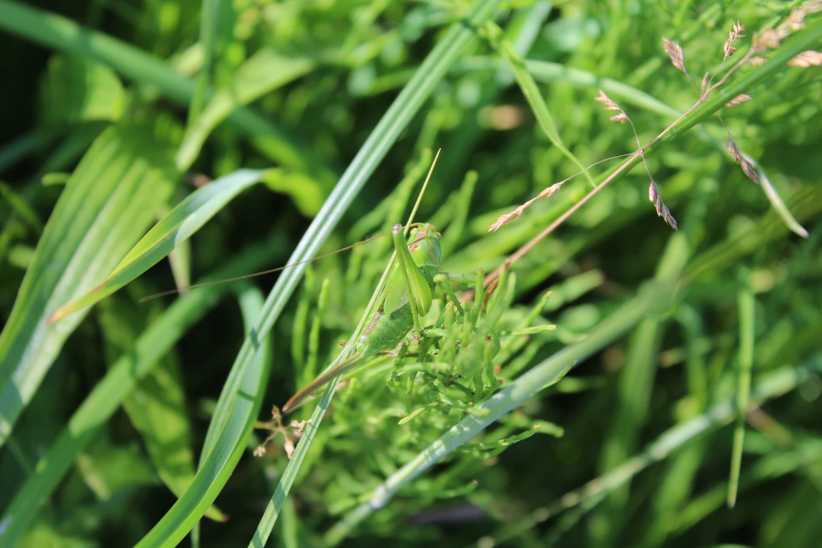 Close-up of grass lawn in spring