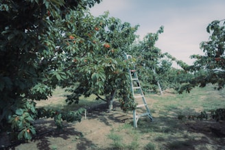 A ladder set in the middle of an apple tree in an orchard, prepared for the first picking..