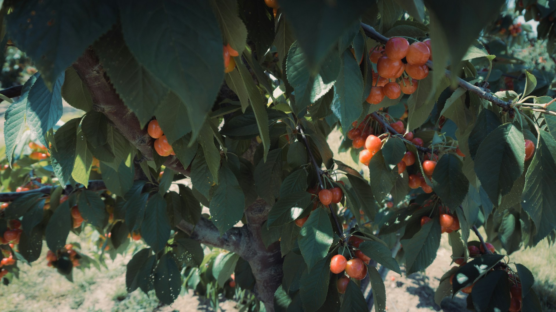 woman wearing yellow long-sleeved dress under white clouds and blue sky during daytime