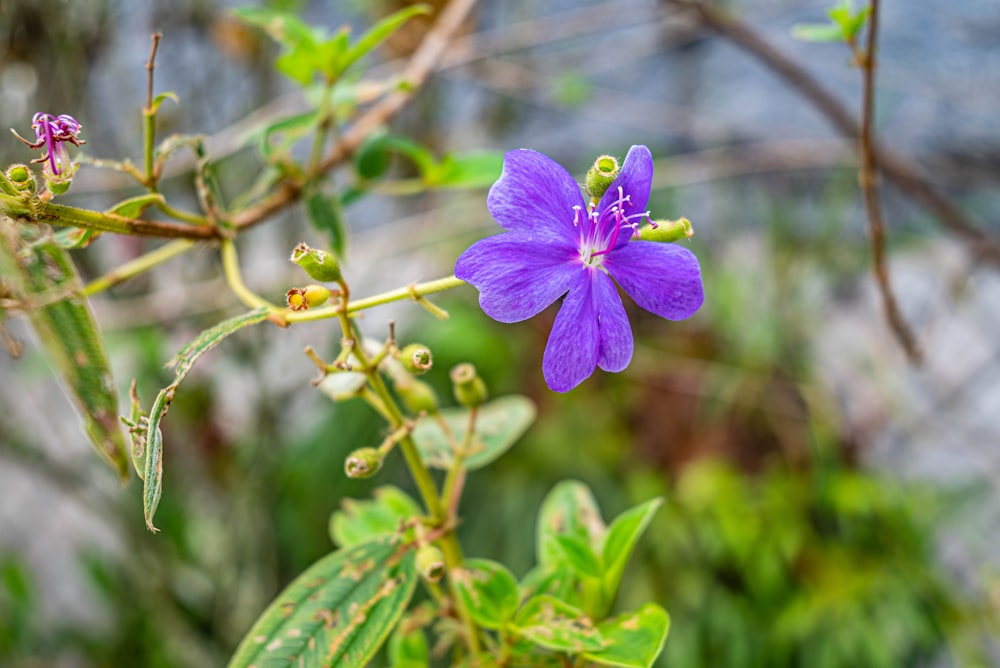 a purple flower that is growing on a tree