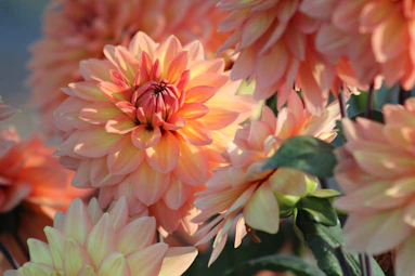 A close-up of vibrant dahlia tubers freshly harvested from the soil, glowing in soft peach light.