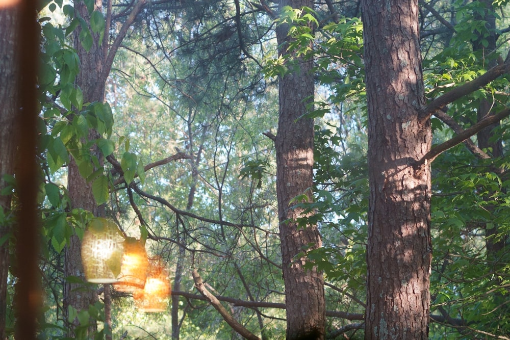 a bird feeder hanging from a tree in a forest