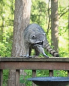 A raccoon is standing on a wooden railing in a forested area. The animal’s fur is gray with a distinct black mask around its eyes and ringed tail. The background features lush green foliage and tree trunks, suggesting a natural, outdoor setting.