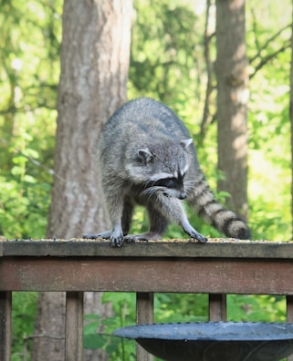 A raccoon is standing on a wooden railing in a forested area. The animal’s fur is gray with a distinct black mask around its eyes and ringed tail. The background features lush green foliage and tree trunks, suggesting a natural, outdoor setting.