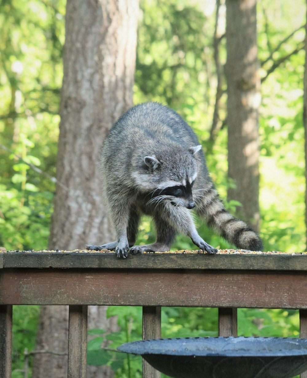 a raccoon standing on top of a wooden fence