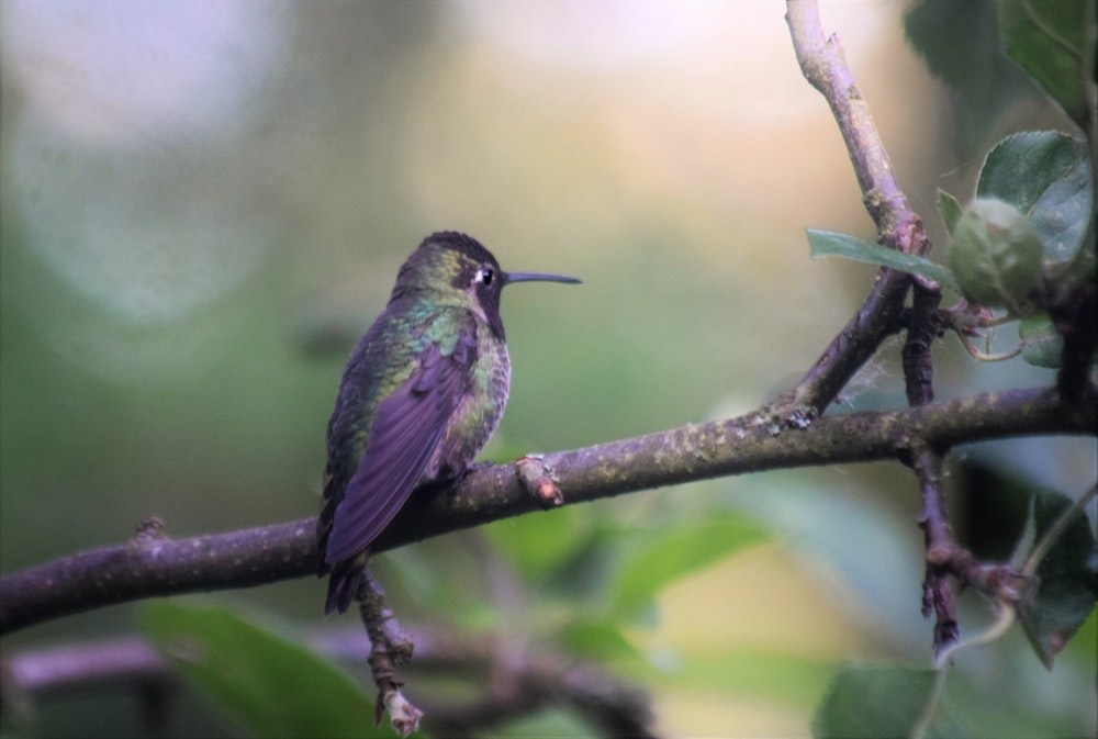 a small bird sitting on a branch of a tree