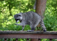 A raccoon stands on a wooden railing, appearing to inspect something in its paw. The background is filled with lush green foliage, indicating a natural, outdoor setting.