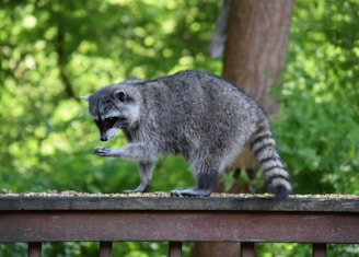 A raccoon stands on a wooden railing, appearing to inspect something in its paw. The background is filled with lush green foliage, indicating a natural, outdoor setting.