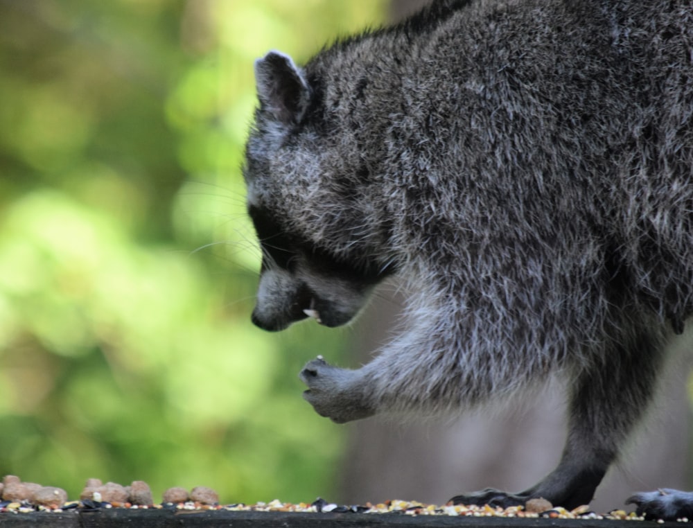 a raccoon standing on top of a wooden table