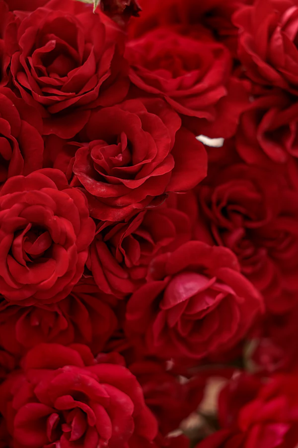 Bouquet of red roses for wedding décor