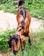 A brown and black goat with long ears is grazing on the lush green grass. It is tethered with a rope in a grassy area surrounded by various plants.