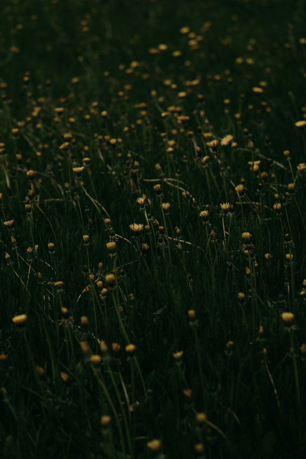 a field full of yellow flowers in the dark