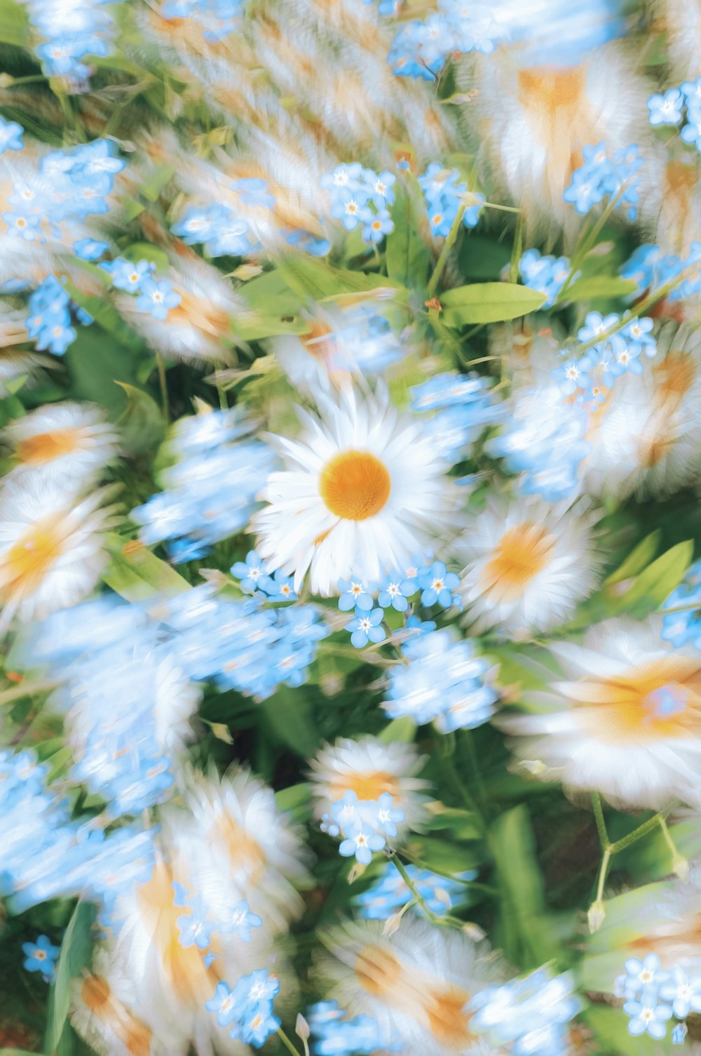 a bunch of blue and white flowers with green leaves