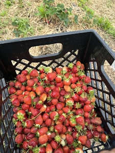 Fresh Strawberries Pack
