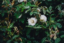 White roses bloom amidst lush green foliage, with some leaves showing hints of brown. The dark background enhances the contrast between the vibrant greenery and the delicate roses.