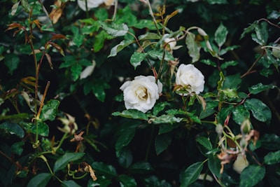 White roses bloom amidst lush green foliage, with some leaves showing hints of brown. The dark background enhances the contrast between the vibrant greenery and the delicate roses.