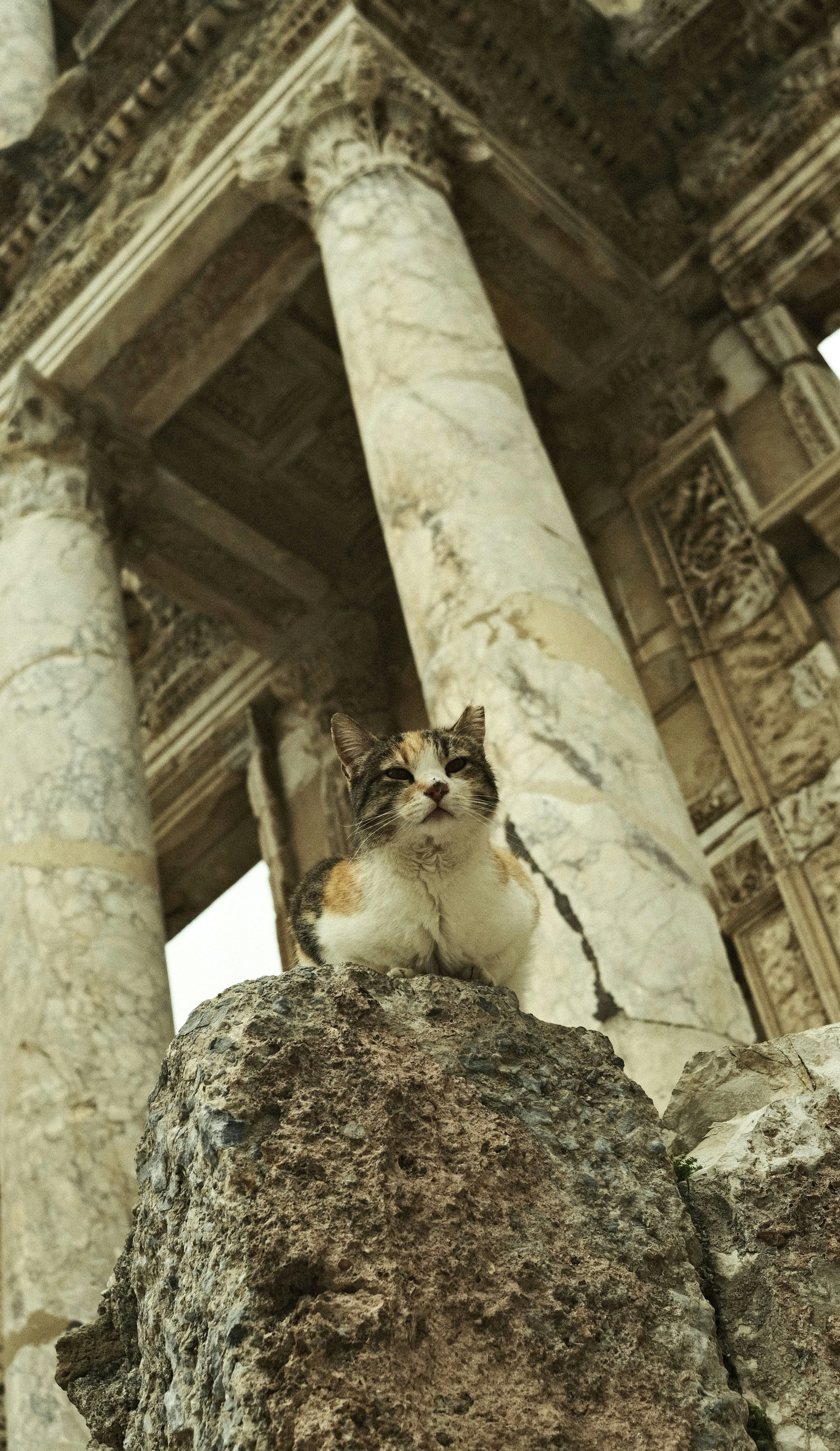 a cat sitting on top of a large rock