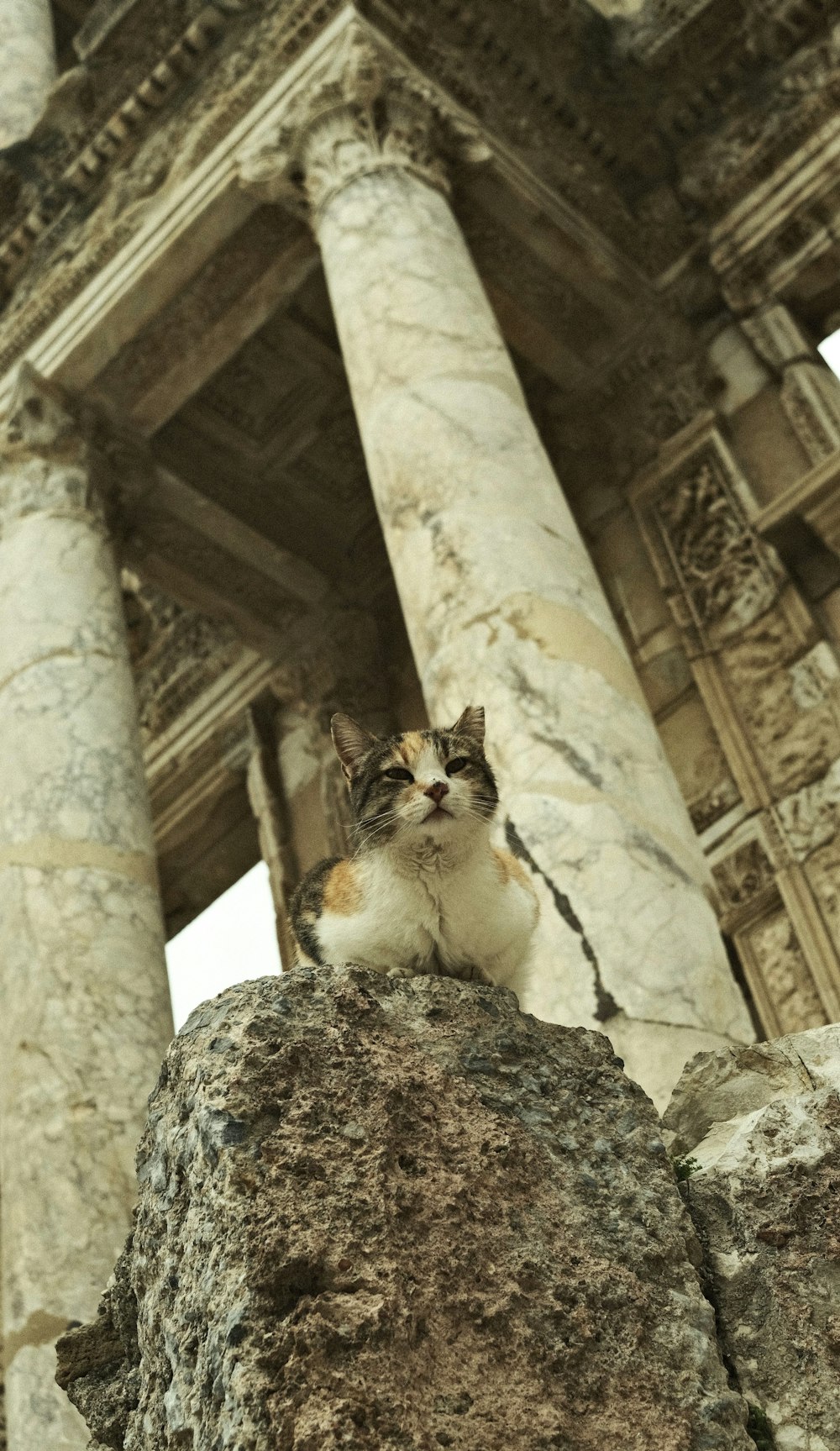 a cat sitting on top of a large rock