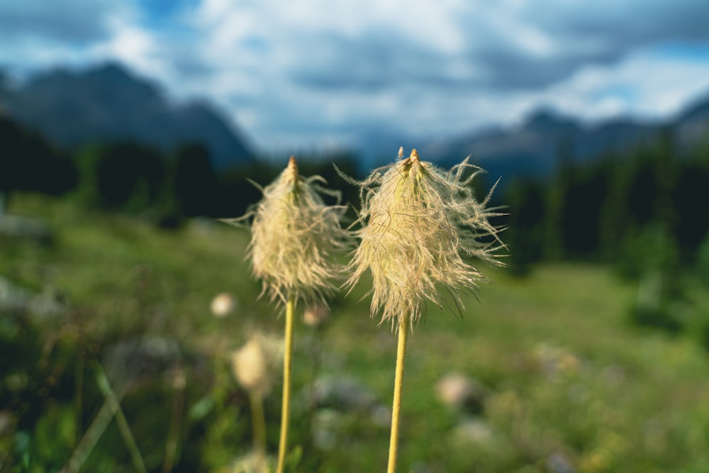 a couple of flowers that are in the grass