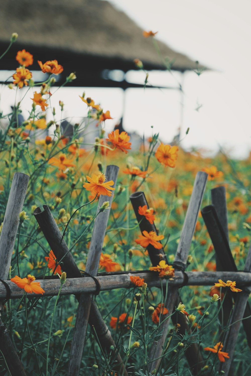 a field of flowers behind a wooden fence