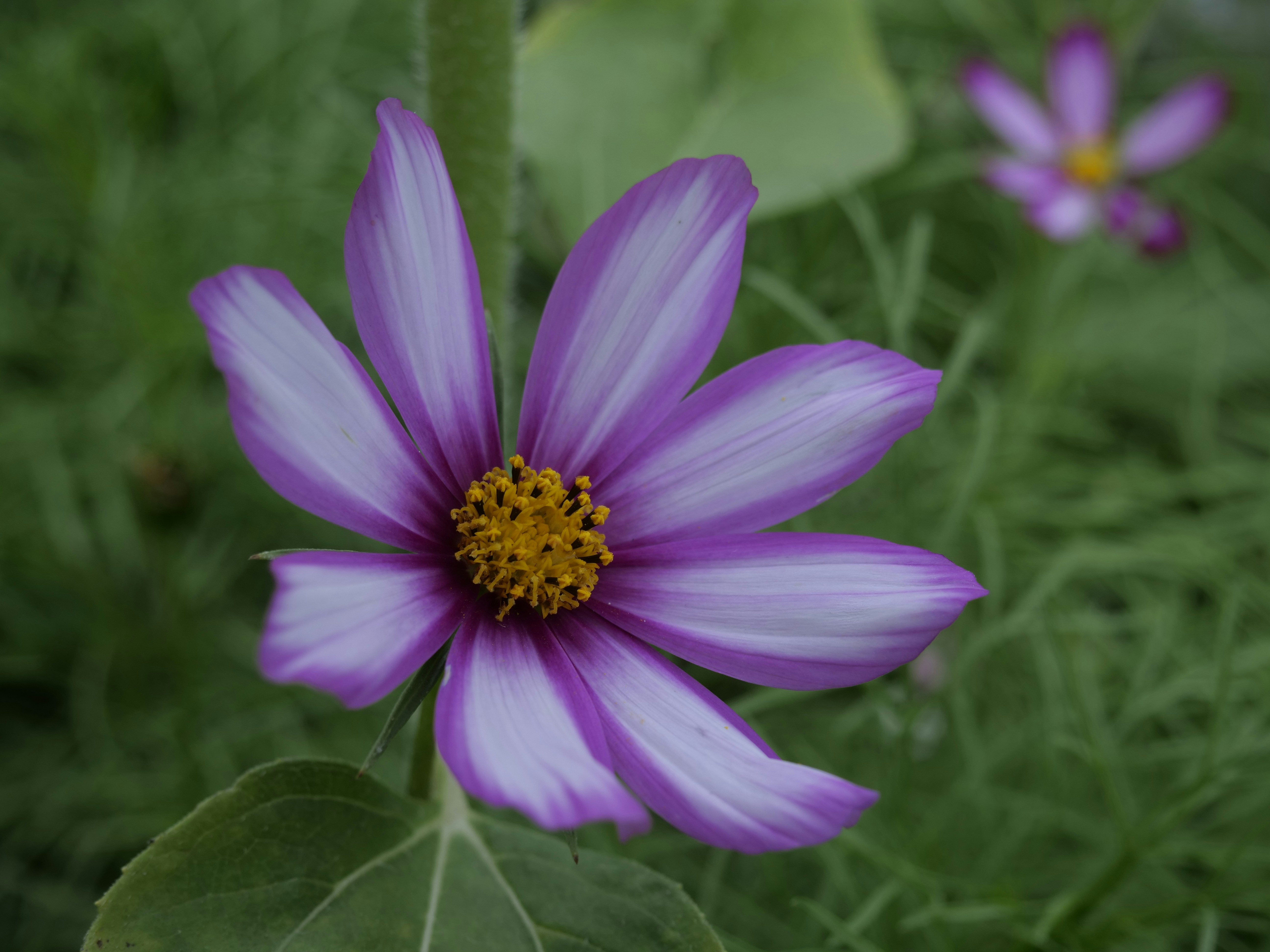 Photo by thedevonbushman