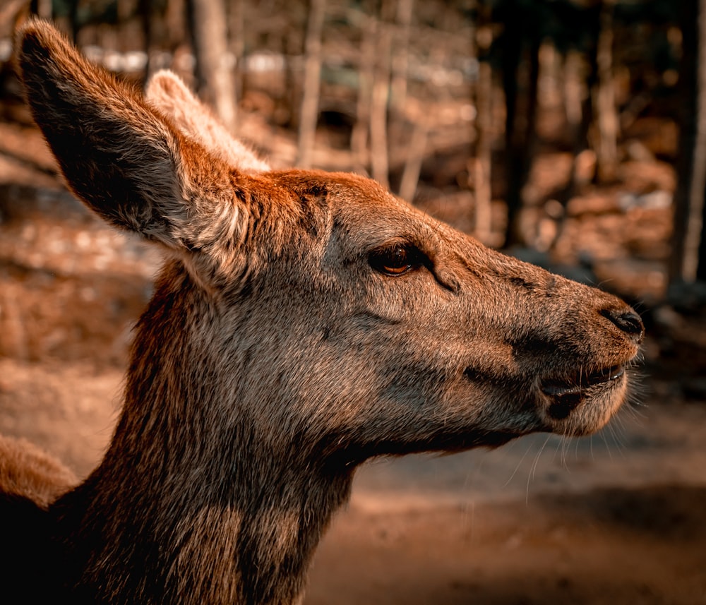 a close up of a deer's face with trees in the background