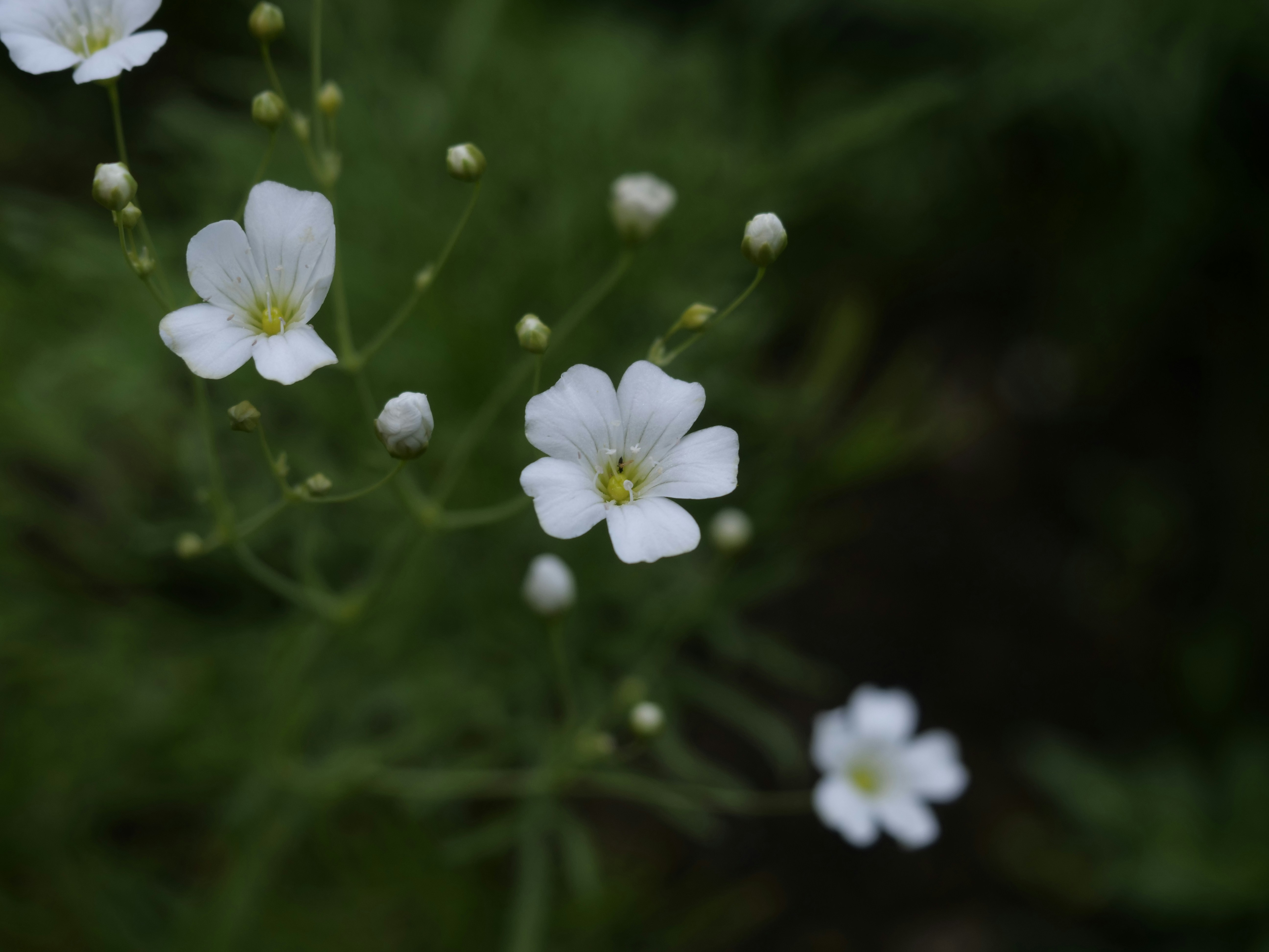 Photo by thedevonbushman