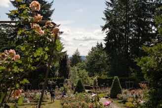 A bright, colorful view of blooming roses at Ooty Rose Garden with visitors enjoying the serene pathways.