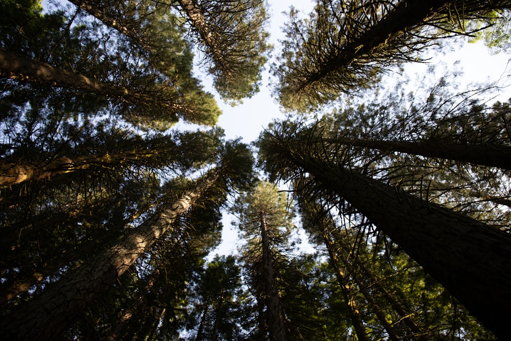 looking up at tall trees in a forest