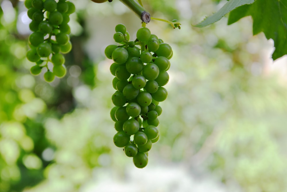 a bunch of green grapes hanging from a tree