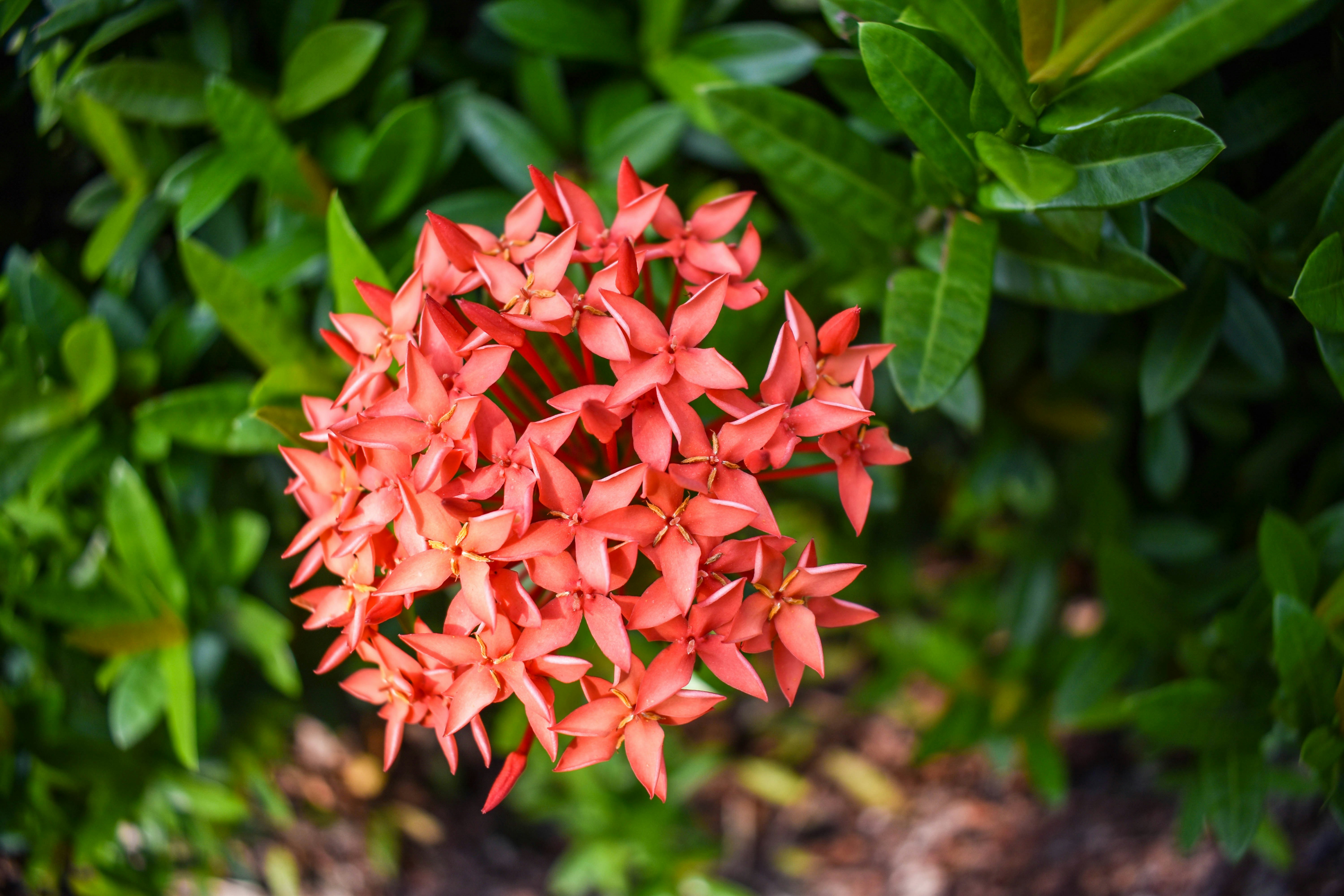 Photo by debarghyameikap