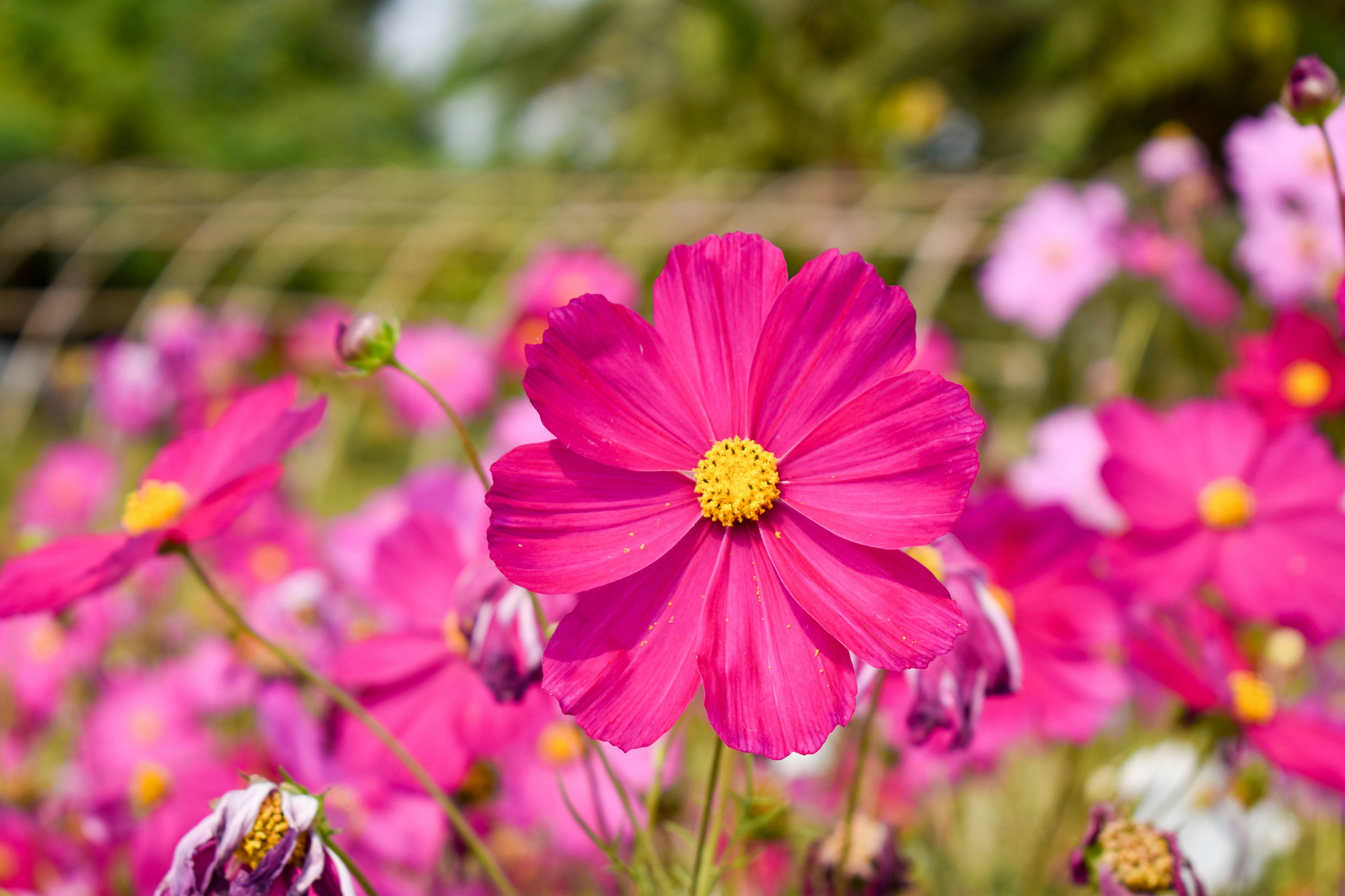 Photo by debarghyameikap