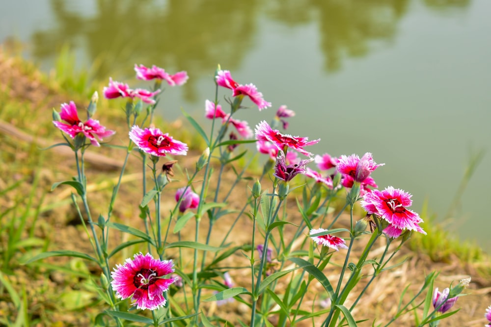 a group of pink flowers next to a body of water