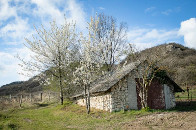 Rustic cottage surrounded by blooming flowers and tall trees on a sunny day.