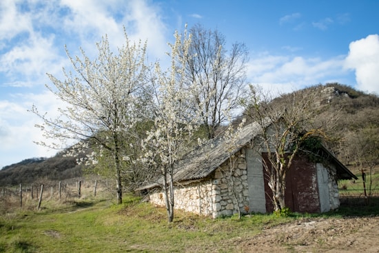 A rustic stone cottage with a thatched roof is situated amidst a rural landscape. Blooming trees with delicate white flowers surround the cottage, indicating springtime. A dirt pathway leads to the structure, which is bordered by a wooden fence on one side. Rolling hills with sparse vegetation are visible in the background under a bright blue sky with scattered clouds.