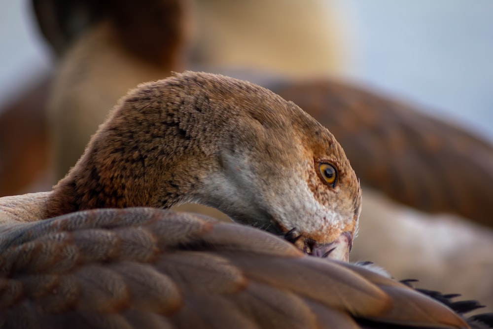 a close up of a bird of prey