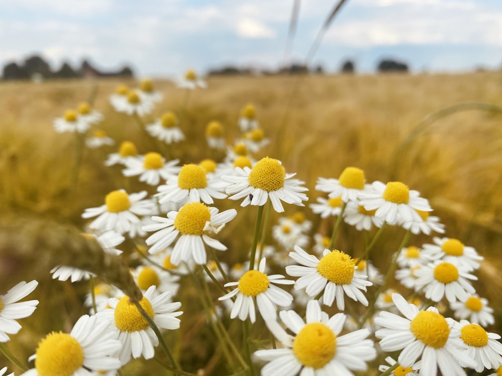 a bunch of white and yellow flowers in a field