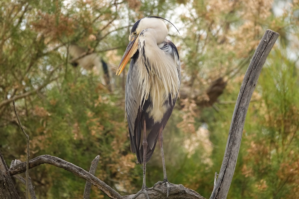 a bird is perched on a tree branch