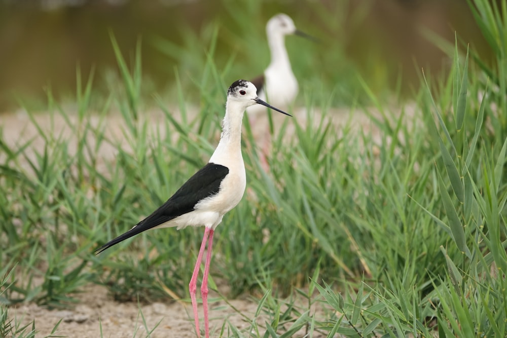 a couple of birds that are standing in the grass