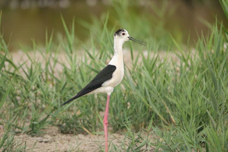 a black and white bird standing in the grass