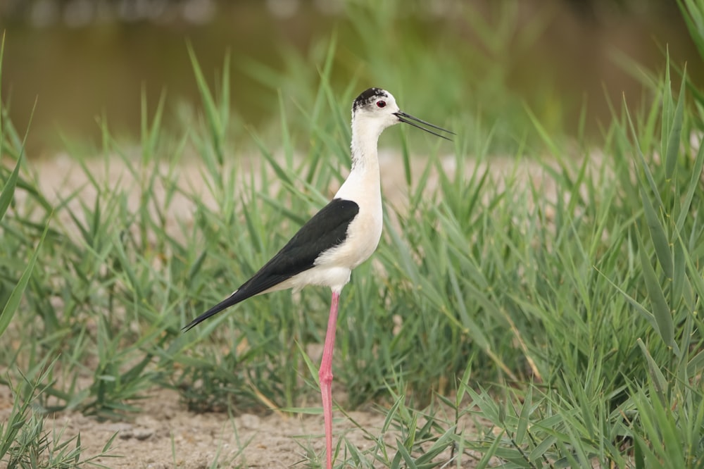 a black and white bird standing in the grass