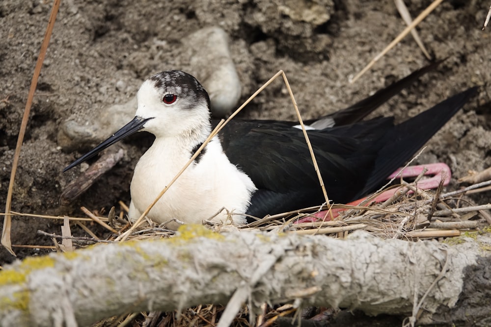 a black and white bird sitting on top of a pile of dirt