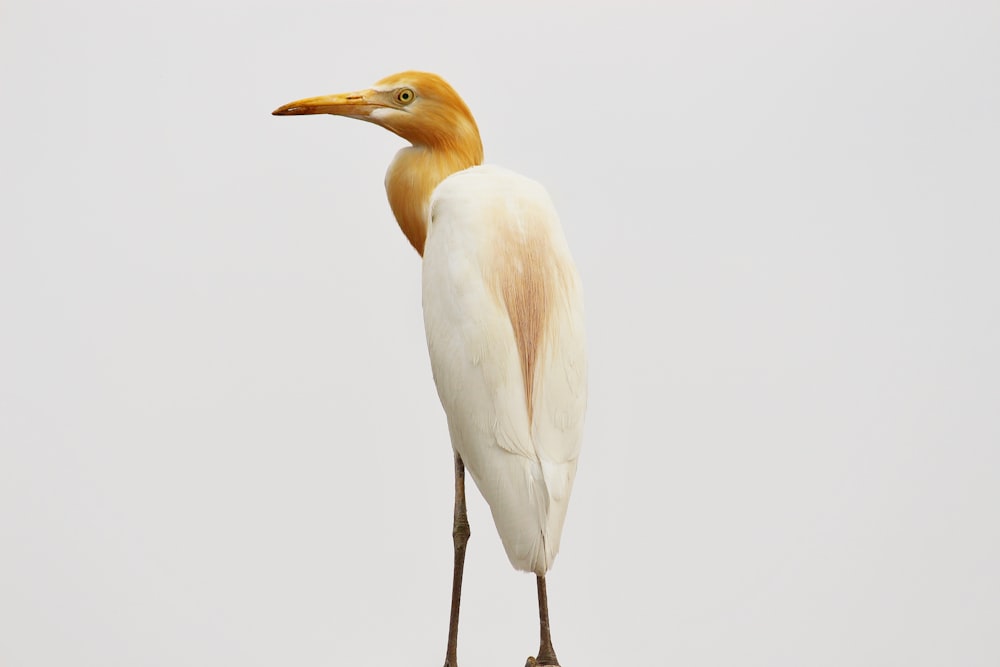 a yellow and white bird standing on a rock