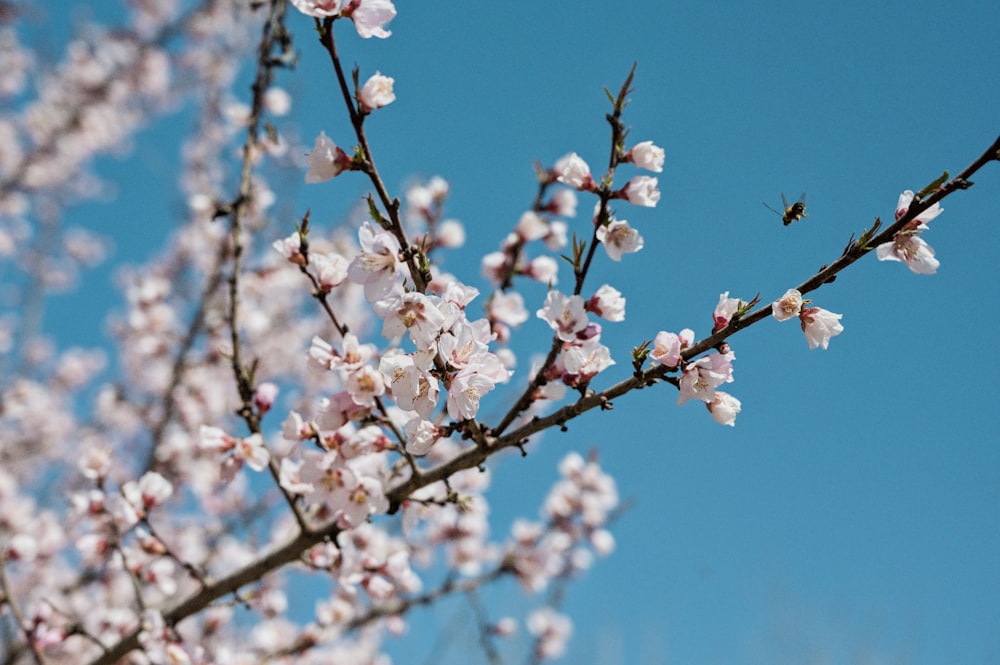 a tree with white flowers and a blue sky in the background