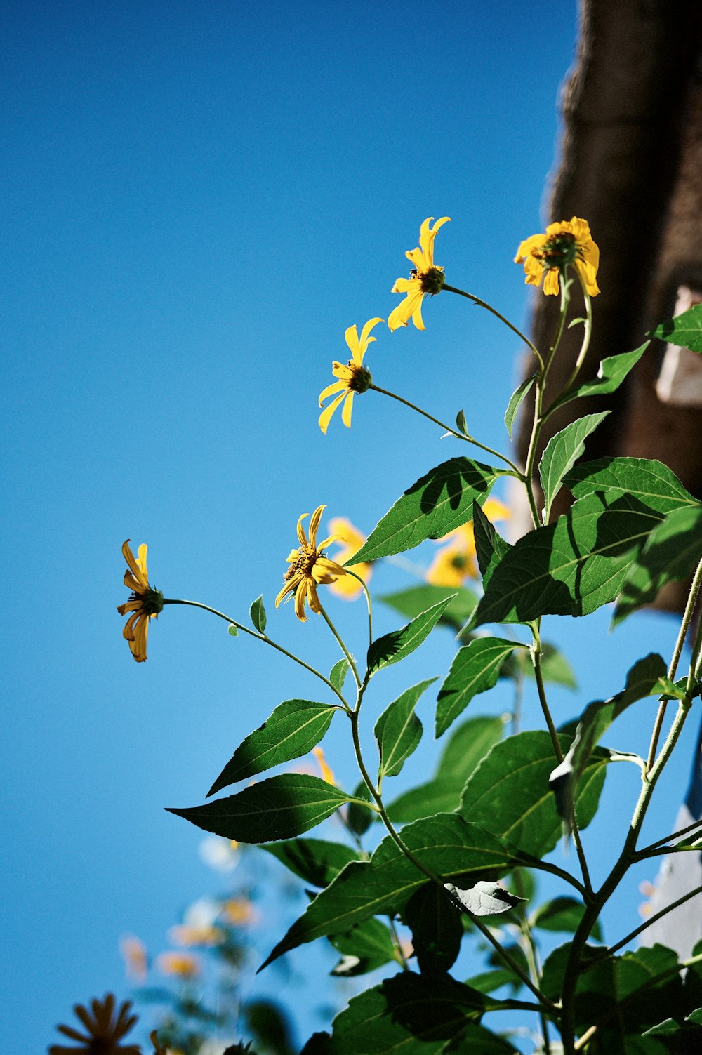 um ramo de flores amarelas em um dia ensolarado