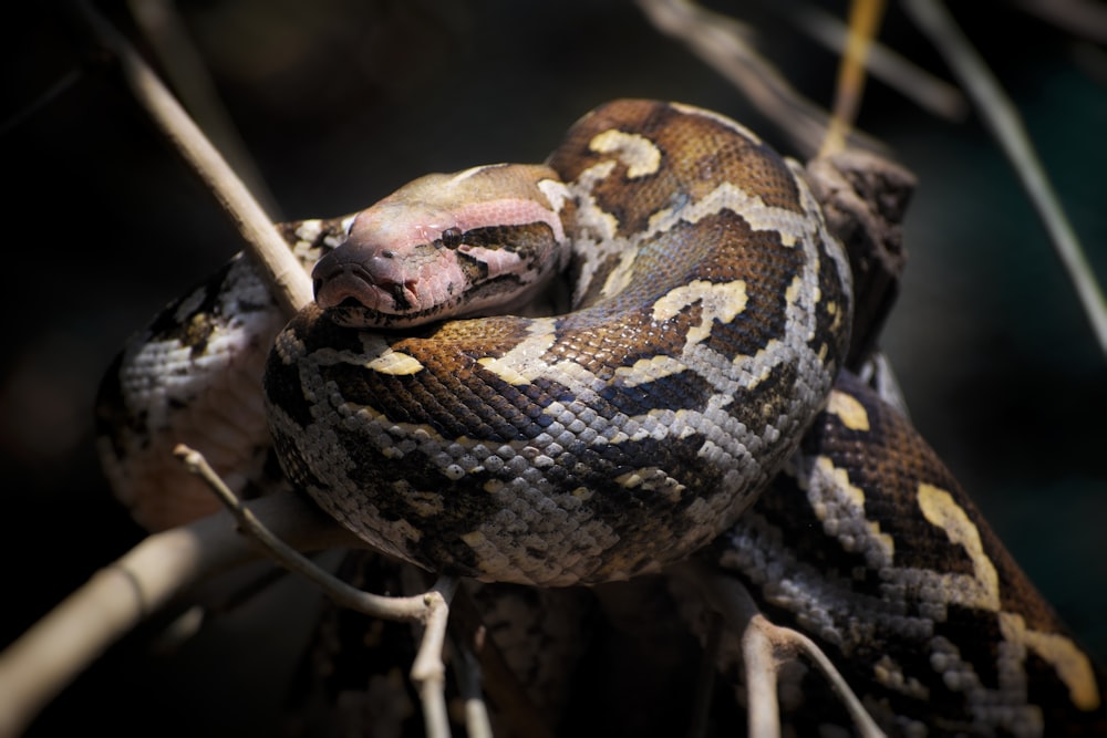 a close up of a snake on a branch